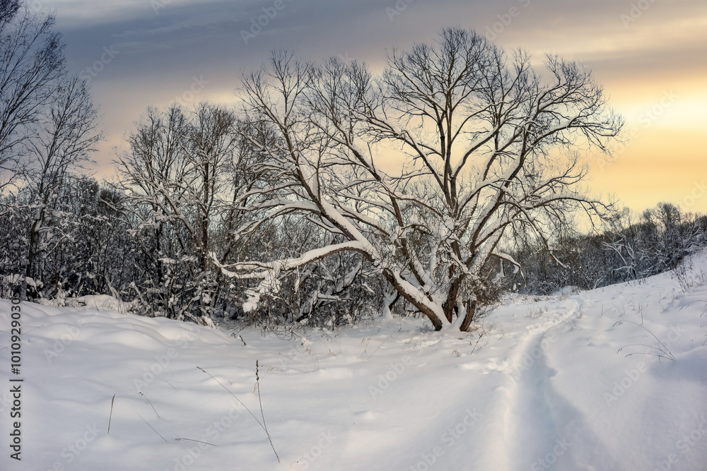 A path between trees and shrubs in the snow on a winter evening in a city park. beautiful winter landscape A path between trees and shrubs in the snow on a winter evening in a city park. beautiful winter landscape