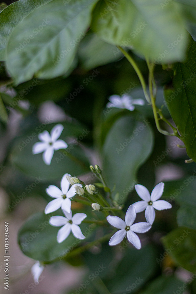 Picture of beautiful flowers Picture of beautiful flowers