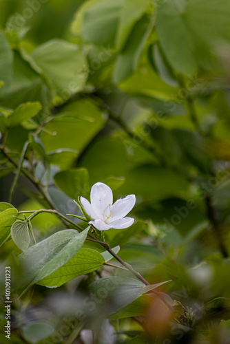 Picture of beautiful flowers 