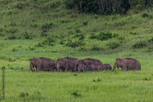 Photography herd of elephants