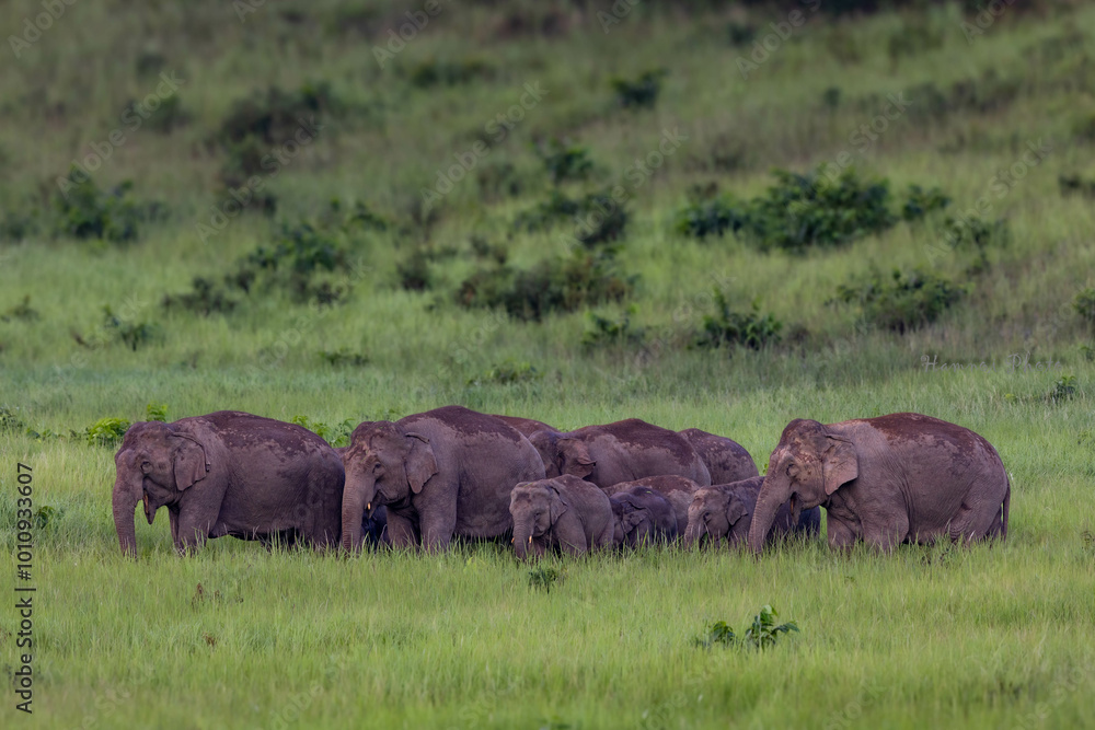 Fototapeta premium elephants in the wild