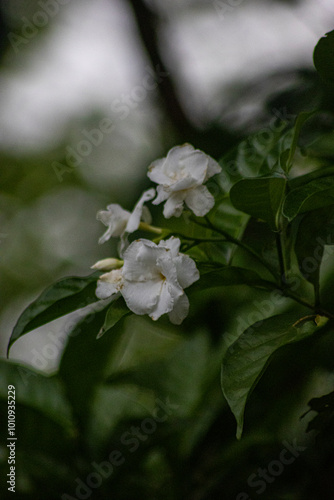 Picture of a beautiful flowers