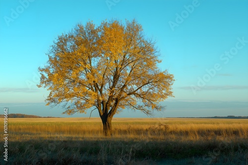 Autumn Season in a Large Field at Dawn With a Big Tree With Yellow Green Leaves on Its Branches, Landscape Photography