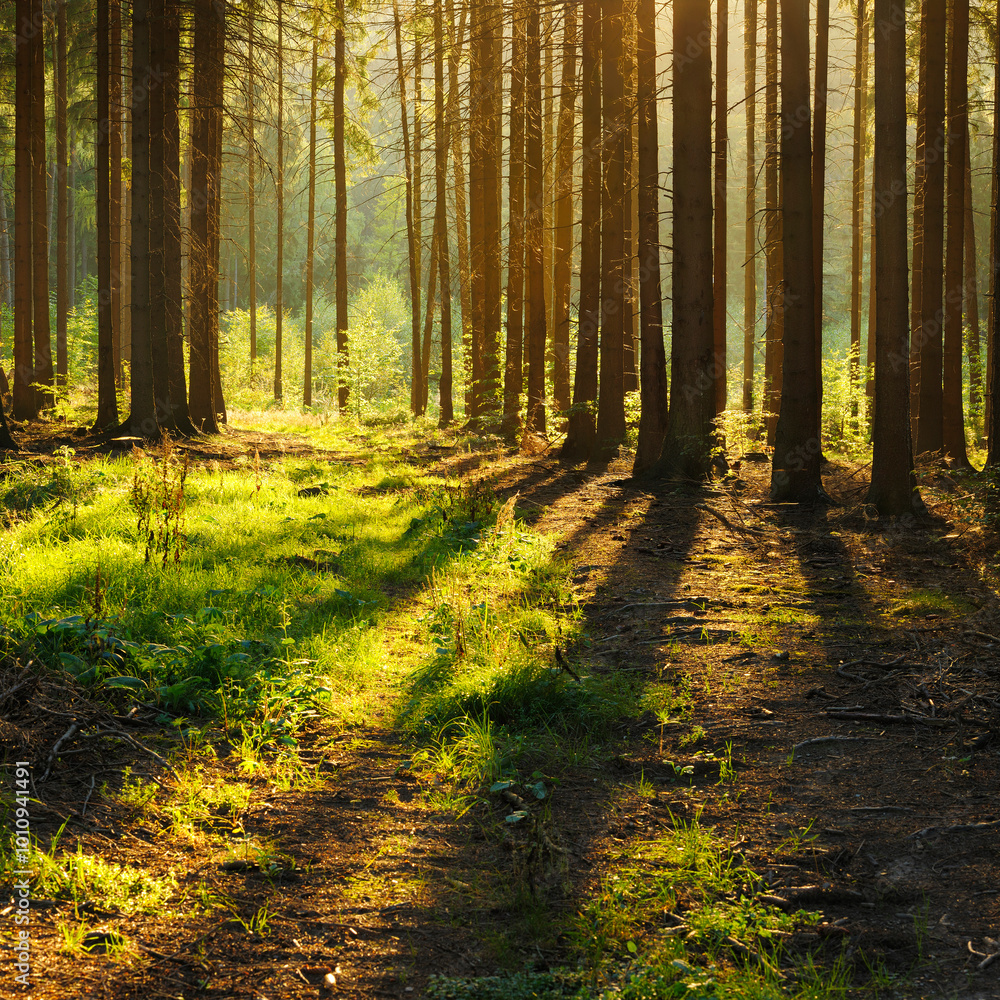 Obraz premium Spruce Tree Forest, Sunlight through the tree trunks casting long shadows at sunset