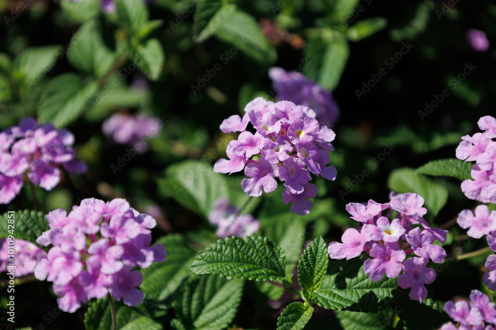 Blossom of bright of Lantana montevidensis in Canary Island. Popular landscape plant. Purple small trailing lantana in family Verbenaceae. Seasonal wallpaper for design. Woody shrub with pink flowers Blossom of bright of Lantana montevidensis in Canary Island. Popular landscape plant. Purple small trailing lantana in family Verbenaceae. Seasonal wallpaper for design. Woody shrub with pink flowers
