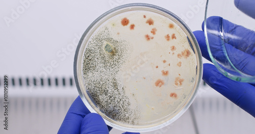 Analysis of bacterial growth in mold contamination. A scientist opens a petri dish where bacteria and black mold have grown. 