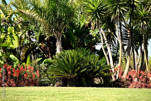 A mediterranean garden with a variety of palm trees, aloe plants and bushes