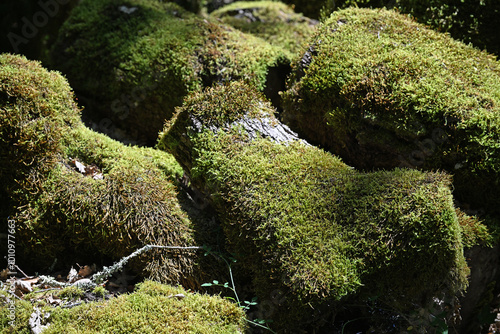 Pile of logs in woodland completely covered in moss