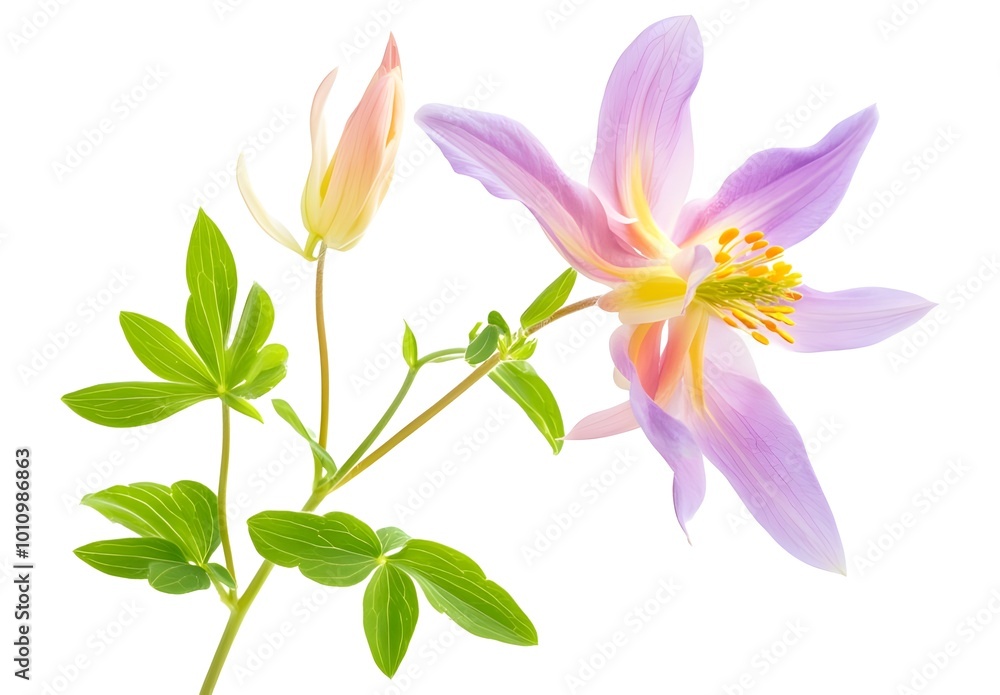 a purple flowers and green leaves
a purple flowers and green leaves