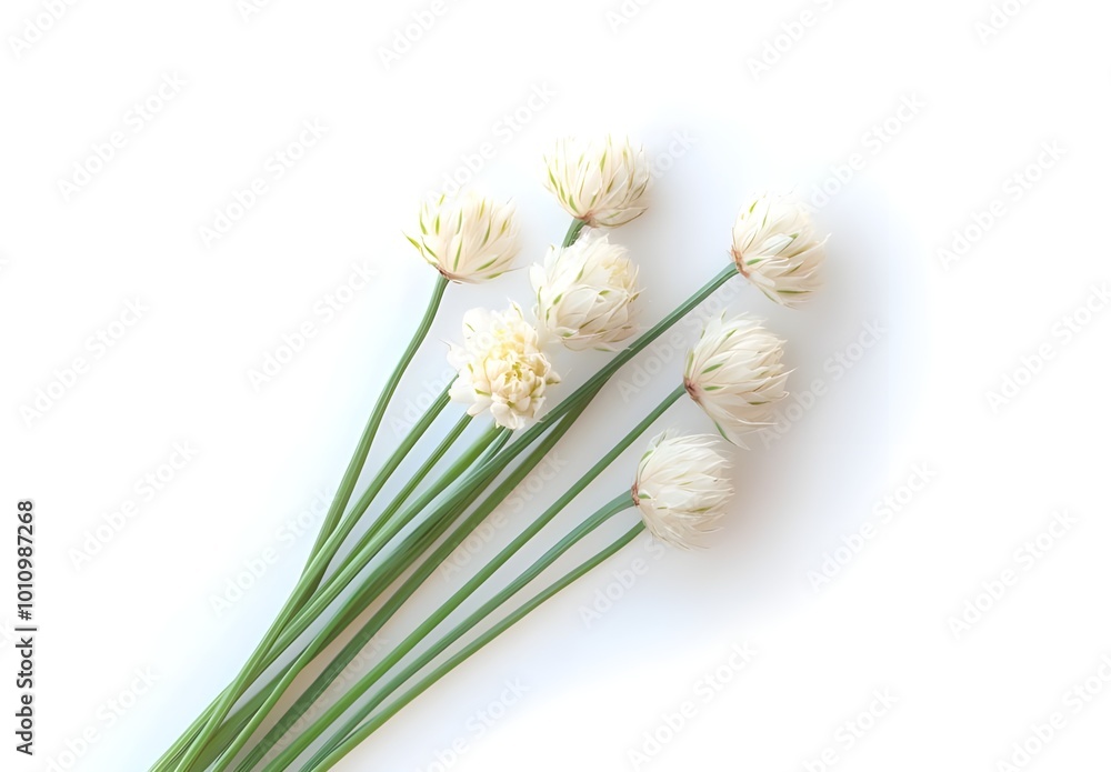 Fototapeta premium a bunch of white flowers