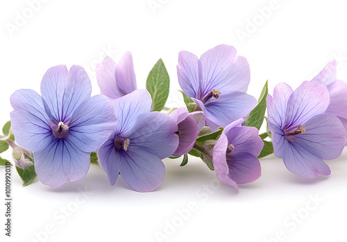 a group of purple flowers

