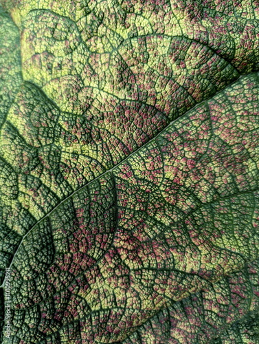 Green leaf macro texture background