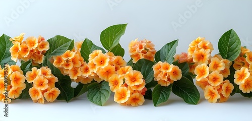 a group of orange flowers with green leaves

