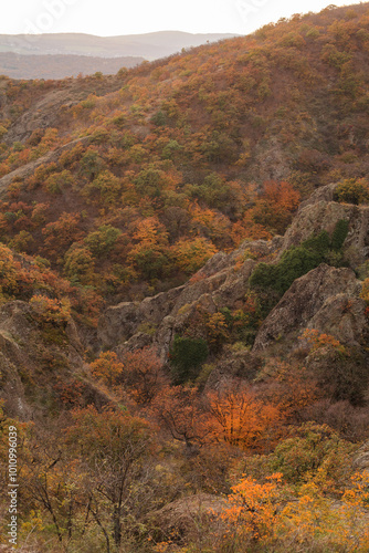 a panoramic view of autumn landscape with mountain hills surrounded by trees with yellow and red foliage at birtvisi canyon in georgia at a sunset light