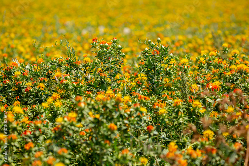 Blooming orange safflower close-up. Safflower fields against the backdrop of mountains. Industrial cultivation of safflower for oil production.