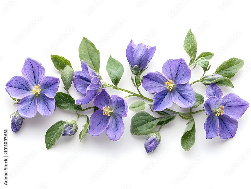 Fototapeta premium a purple flowers on a branch