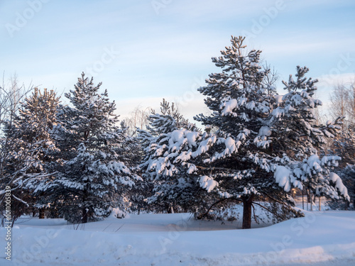 Wallpaper Mural landscape with pine trees under snow in winter Torontodigital.ca