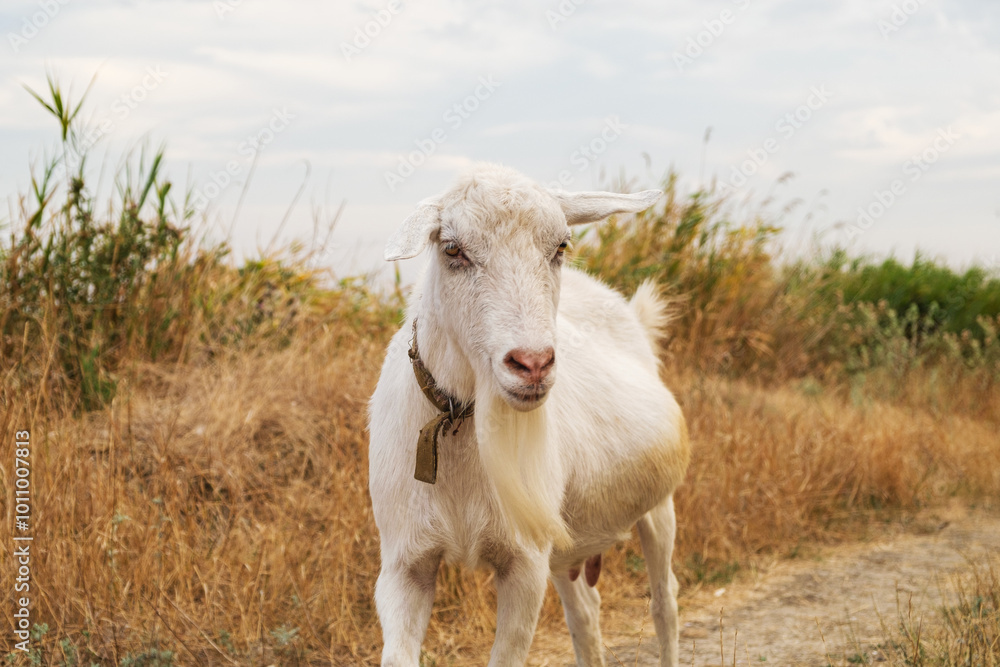 Portrait of a closeup goat on a summer, autumn background Portrait of a closeup goat on a summer, autumn background
