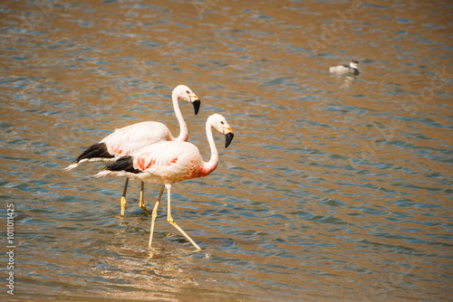 Two elegant Chilean Flamingos (Phoenicopterus Chilensis) wade gracefully through the shallow waters of the Machuca wetlands near San Pedro de Atacama in Chile, showcasing their striking pink feathers. photo