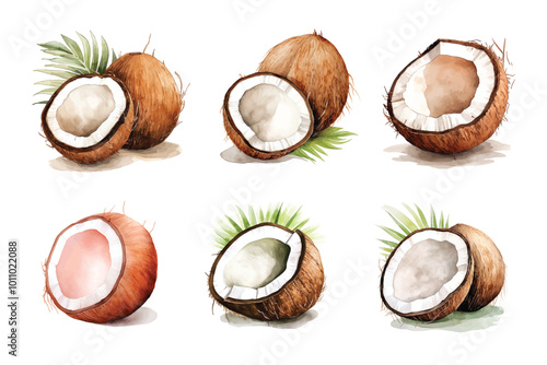 Watercolor coconut slice fruits hand drawn illustration on white