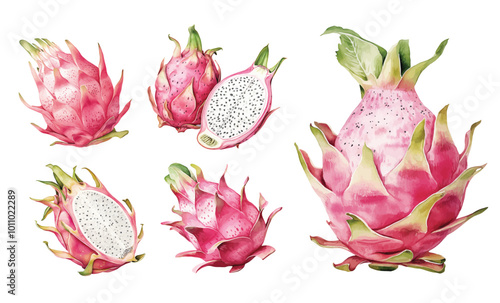 Watercolor dragon fruit slice fruits hand drawn illustration on white