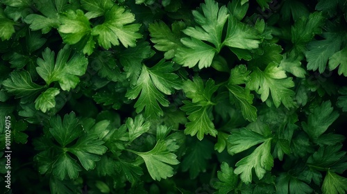 Mediterranean herbs: parsley leaves and sprigs, ideal for cooking, healthy eating, or nutritional design. 