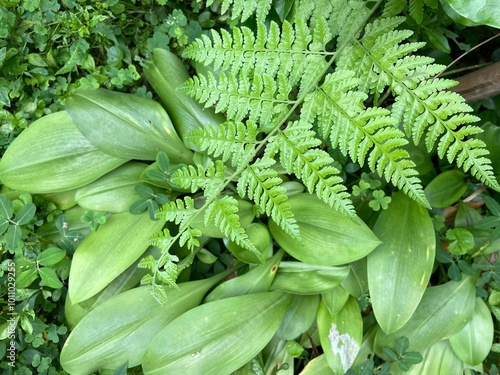 Paco Fern growing in the rainforest.