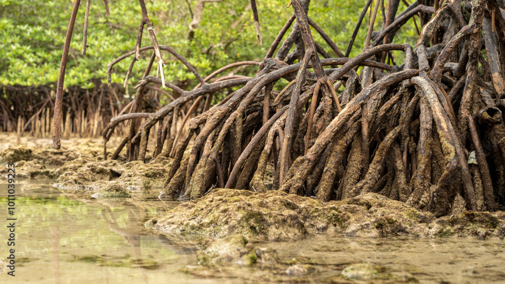 network of mangrove roots on a sandy beach with a mangrove forest in the background.concept of world mangrove day and environmental conservation network of mangrove roots on a sandy beach with a mangrove forest in the background.concept of world mangrove day and environmental conservation