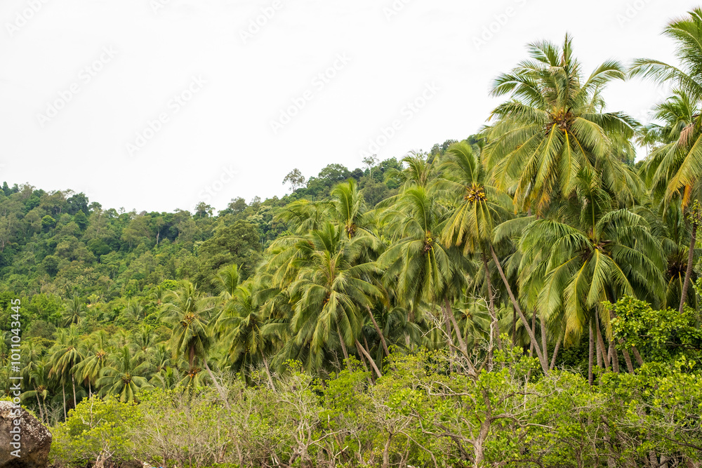 A dense tropical forest featuring towering coconut palm trees and lush greenery covers a hillside. The vibrant foliage contrasts against the soft sky, creating a serene natural scene.