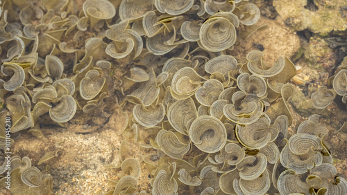 Close-up of Padina pavonica brown algae, also known as peacock's tail. A natural aquatic wallpaper showcasing vibrant coral reef life, perfect for marine-themed backgrounds and ocean environments. photo