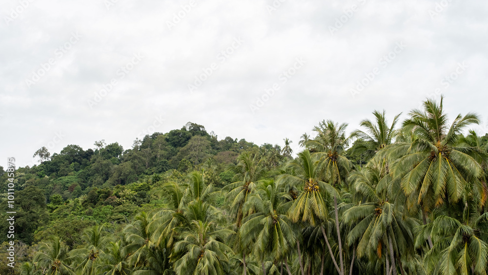 Obraz premium 4K, FHD wallpaper displaying a stunning view of rows of coconut trees with Bukit Barisan and tropical forests, set against a bright white background, capturing the beauty of nature in Sumatra