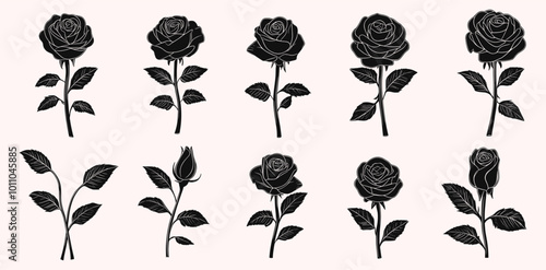 Black growing rose set vector
