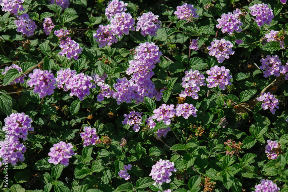 Blossom of bright of Lantana montevidensis in Canary Island. Popular landscape plant. Purple small trailing lantana in family Verbenaceae. Seasonal wallpaper for design. Woody shrub with pink flowers Blossom of bright of Lantana montevidensis in Canary Island. Popular landscape plant. Purple small trailing lantana in family Verbenaceae. Seasonal wallpaper for design. Woody shrub with pink flowers
