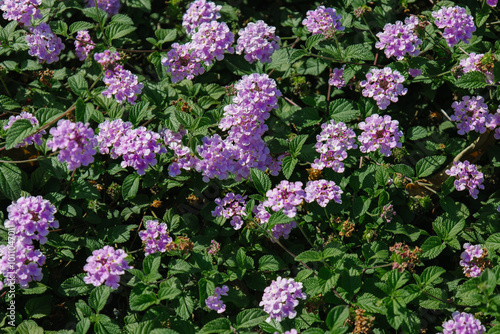 Blossom of bright of Lantana montevidensis in Canary Island. Popular landscape plant. Purple small trailing lantana in family Verbenaceae. Seasonal wallpaper for design. Woody shrub with pink flowers photo