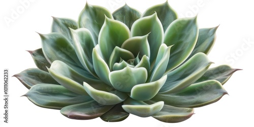 A small succulent plant isolated on a transparent background, perfect for design use