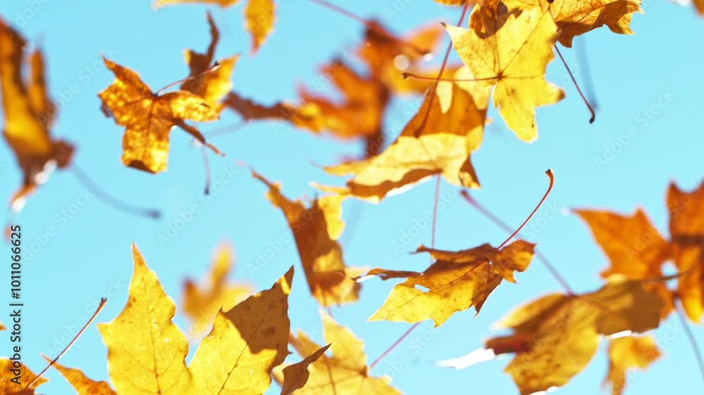 Super Slow Motion of Autumn Orange Maple Leaves Wavering and Falling Down . Filmed on High Speed Cinema Camera , 1000 fps . Beautiful Autumn Moody Colored Background . Super Slow Motion of Autumn Orange Maple Leaves Wavering and Falling Down . Filmed on High Speed Cinema Camera , 1000 fps . Beautiful Autumn Moody Colored Background .