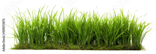 Wallpaper Mural PNG A filed of a lot grass plant lawn tranquility. Torontodigital.ca