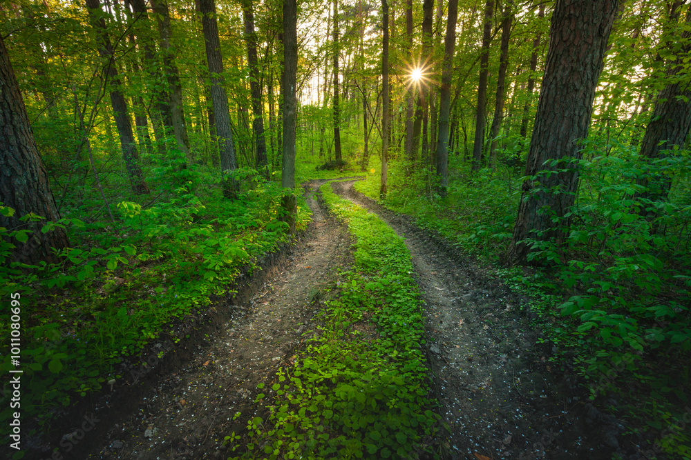 Dirt road in dark green forest and sunset, Nowiny, eastern Poland Dirt road in dark green forest and sunset, Nowiny, eastern Poland