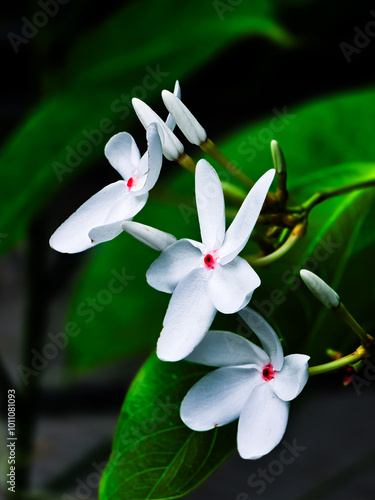 Kopsia singapurensis (White Kopsia)  photo