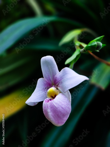 Phragmipedium schlimii (purple-white orchid) photo