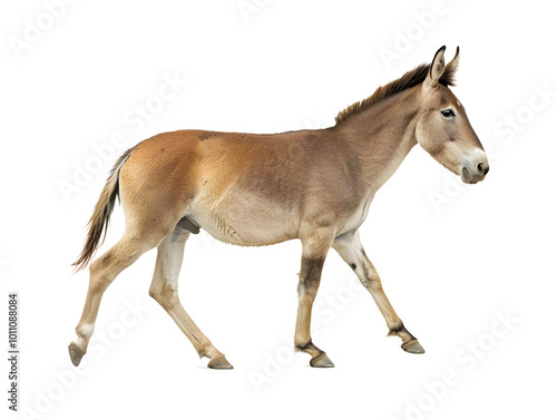 Indian wild ass donkey isolated on transparent background photo