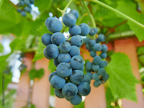 Bunch of blue grapes on vine with green leaves in vineyard photo