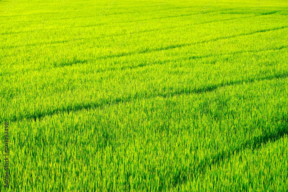 Lush Green Rice Field Under Bright Sunshine Lush Green Rice Field Under Bright Sunshine