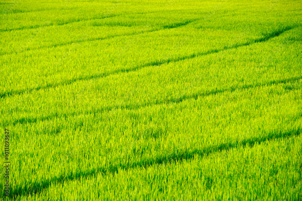 Lush Green Rice Field Landscape in Bright Sunlight Lush Green Rice Field Landscape in Bright Sunlight