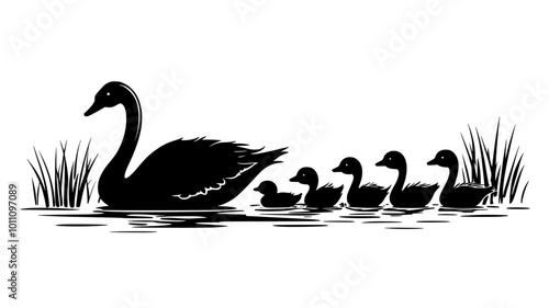 Cygnet swans following their parent in a line across a pond, vector illustration art