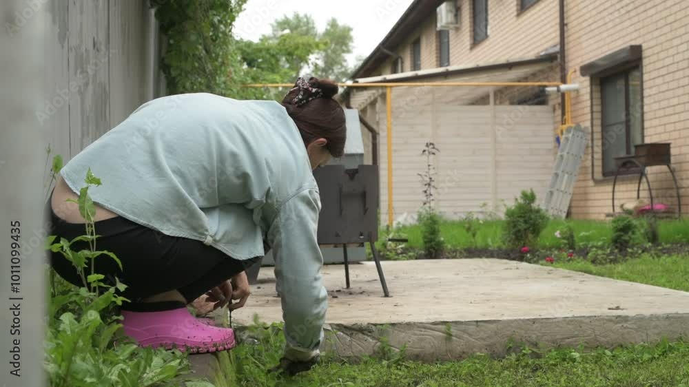 Woman work in the garden, tending to plants in the backyard, harvesting and weeding the beds Woman work in the garden, tending to plants in the backyard, harvesting and weeding the beds