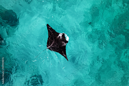 Aerial picture of a reef manta ray swimming in the blue shallow water. Ocean drone picture, beautiful marine life. Black and white mobula. Wildlife in Exmouth, Ningaloo, Western Australia. Aerial.