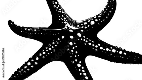 A close-up of a starfish shows the fine texture on its upper surface, vector illustration art