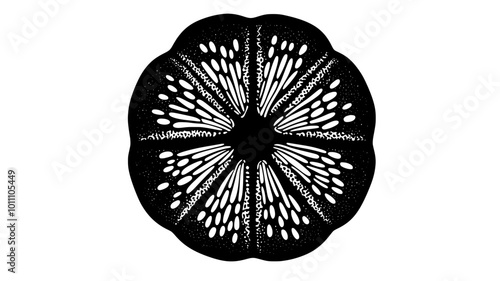 A close-up view of a sand dollar shows intricate patterns  vector illustration art