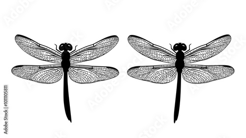 Dragonflies in tandem during a mating flight, vector illustration art